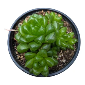 Haworthia cymbiformis var. obtusa Live Succulent Plant - 2-4 Inch Diameter - Image 5