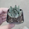 Haworthia fasciata 'Royal Albert' Succulent Live Plant - Easy Care Indoor - Image 1