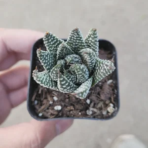 Haworthia fasciata 'Royal Albert' Succulent Live Plant - Easy Care Indoor - Image 2