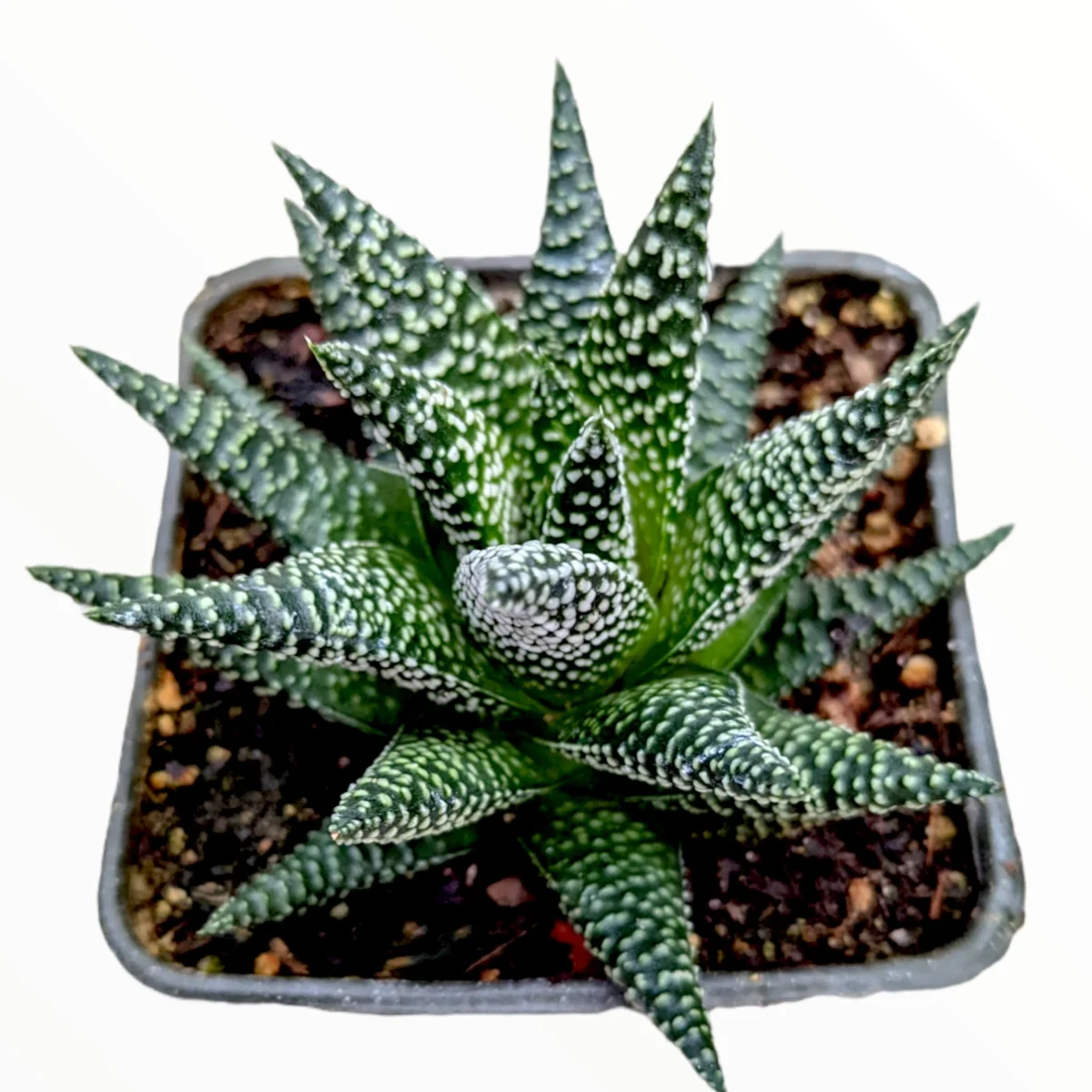 Haworthia fasciata 'Royal Albert' Succulent Live Plant - Easy Care Indoor - Image 3