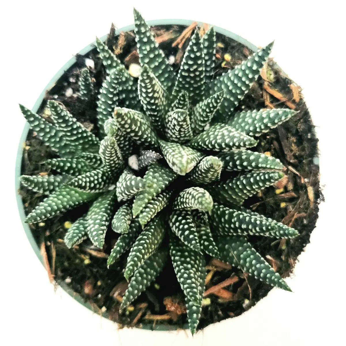 Haworthia fasciata 'Royal Albert' Succulent Live Plant - Easy Care Indoor - Image 6