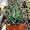 Haworthia Fasciata Zebra Plant Live Succulent – Easy Care – 2" or 4" Pot – Indoor - Image 1