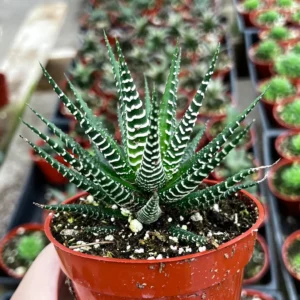 Haworthia Fasciata Zebra Plant Live Succulent – Easy Care – 2