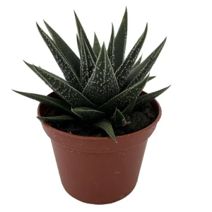 Haworthia herbacea Live Succulent House Plant – 2.5 inch Pot – Indoor - Image 2