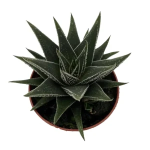 Haworthia herbacea Live Succulent House Plant – 2.5 inch Pot – Indoor - Image 1