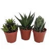 Haworthia Live Plant Collection - 3 Succulent Plants in 2-inch Pots - Image 1