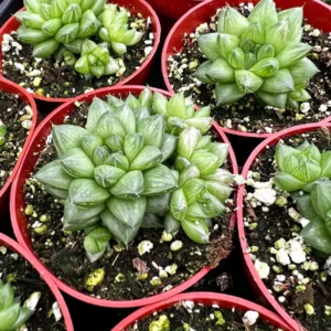 Haworthia Marumiana var. Batesiana Bayer Live Plant – 2 inch or 4 inch Pot – Indoor Succulent - Image 3