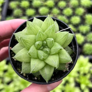 Haworthia Marumiana var. Batesiana Bayer Live Plant – 2 inch or 4 inch Pot – Indoor Succulent - Image 1