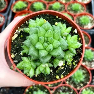 Haworthia Marumiana var. Batesiana Bayer Live Plant – 2 inch or 4 inch Pot – Indoor Succulent - Image 4