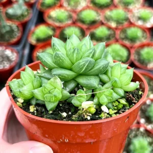 Haworthia Marumiana var. Batesiana Bayer Live Plant – 2 inch or 4 inch Pot – Indoor Succulent - Image 5