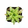 Haworthia retusa f. geraldii 'Star Cactus' Succulent Live Plant - Green, Easy Care - Image 1