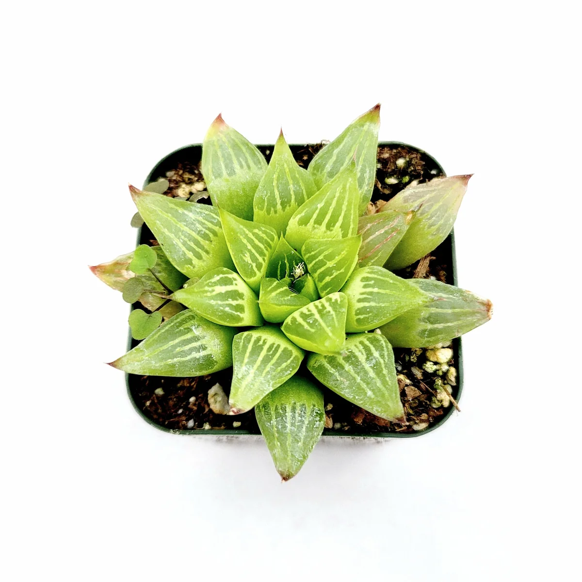 Haworthia retusa f. geraldii 'Star Cactus' Succulent Live Plant - Green, Easy Care - Image 2