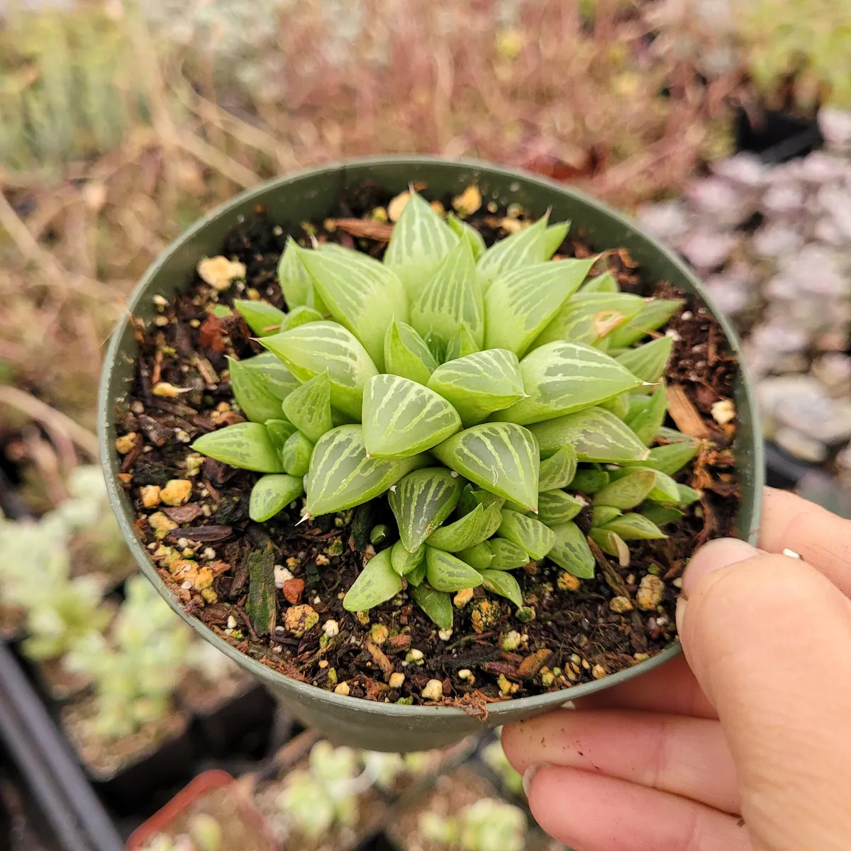 Haworthia retusa f. geraldii 'Star Cactus' Succulent Live Plant - Green, Easy Care - Image 3