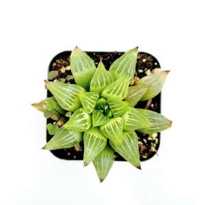 Haworthia retusa f. geraldii 'Star Cactus' Succulent Live Plant - Green, Easy Care - Image 1