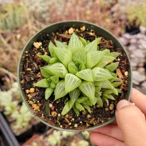 Haworthia retusa f. geraldii 'Star Cactus' Succulent Live Plant - Green, Easy Care - Image 4