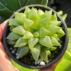 Haworthia Retusa with Pups Live Plant – Small Succulent in 2" or 4" Pot - Image 1