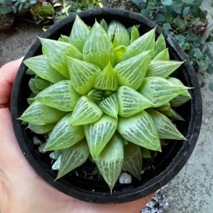 Haworthia Retusa with Pups Live Plant – Small Succulent in 2