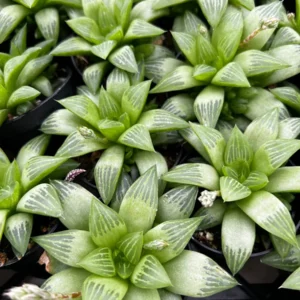 Haworthia Retusa with Pups Live Plant – Small Succulent in 2