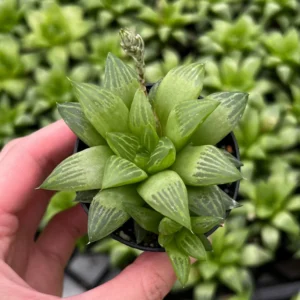 Haworthia Retusa with Pups Live Plant – Small Succulent in 2
