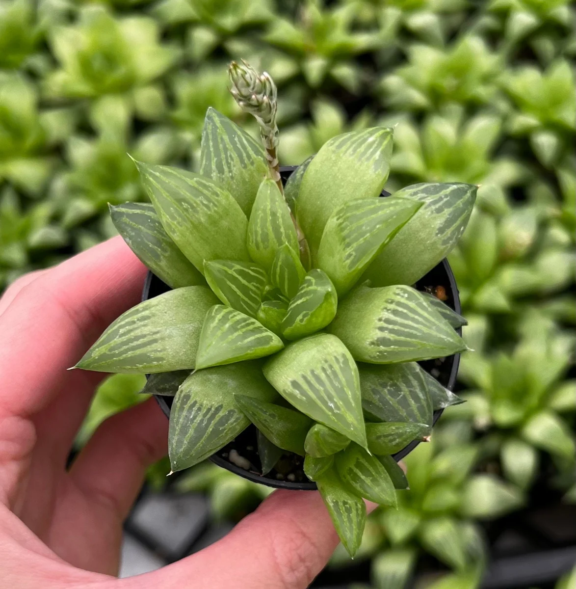 Haworthia Retusa with Pups Live Plant – Small Succulent in 2" or 4" Pot - Image 4