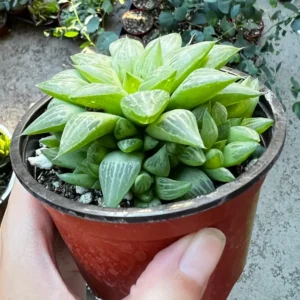 Haworthia Retusa with Pups Live Plant – Small Succulent in 2