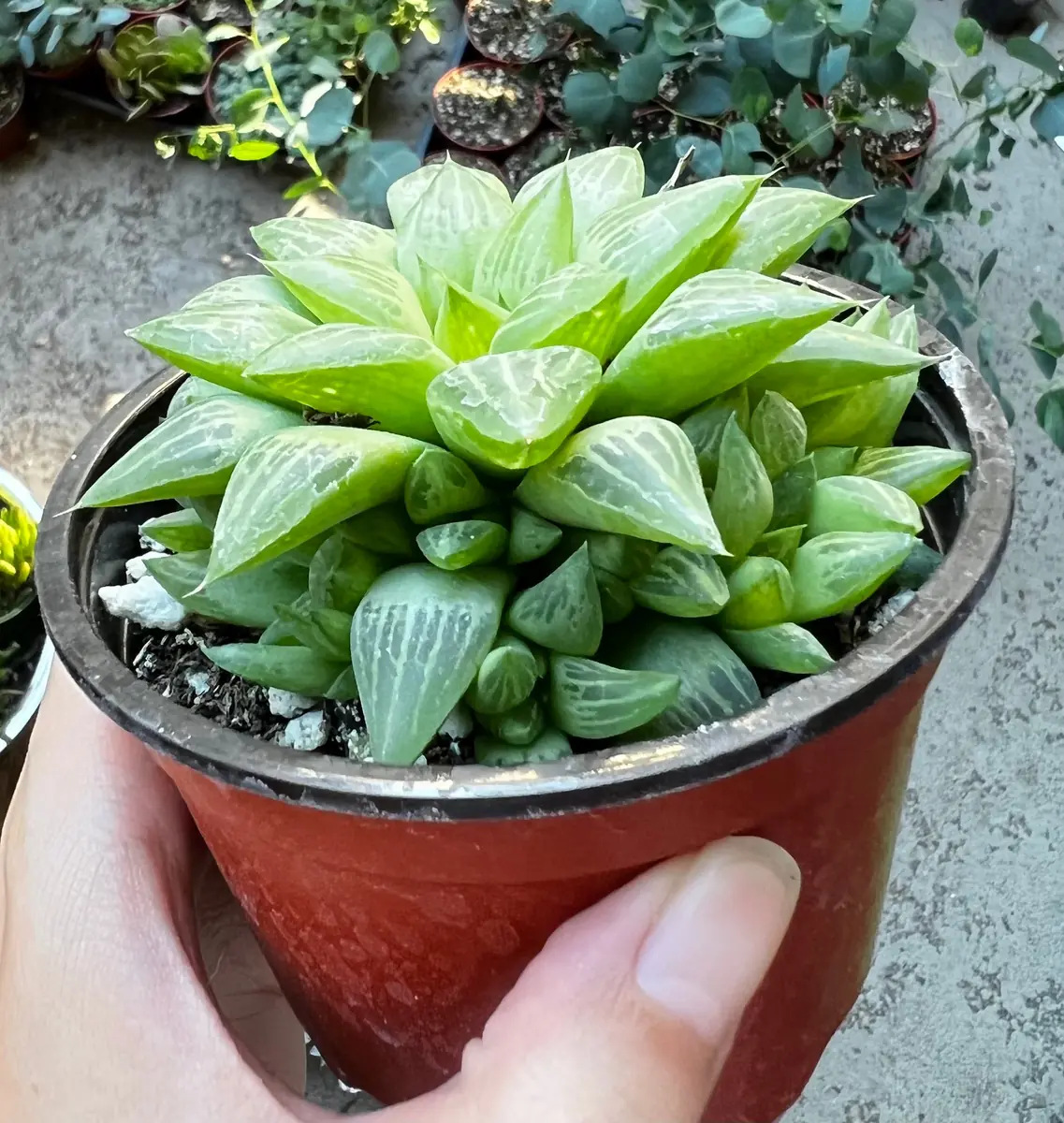 Haworthia Retusa with Pups Live Plant – Small Succulent in 2" or 4" Pot - Image 5