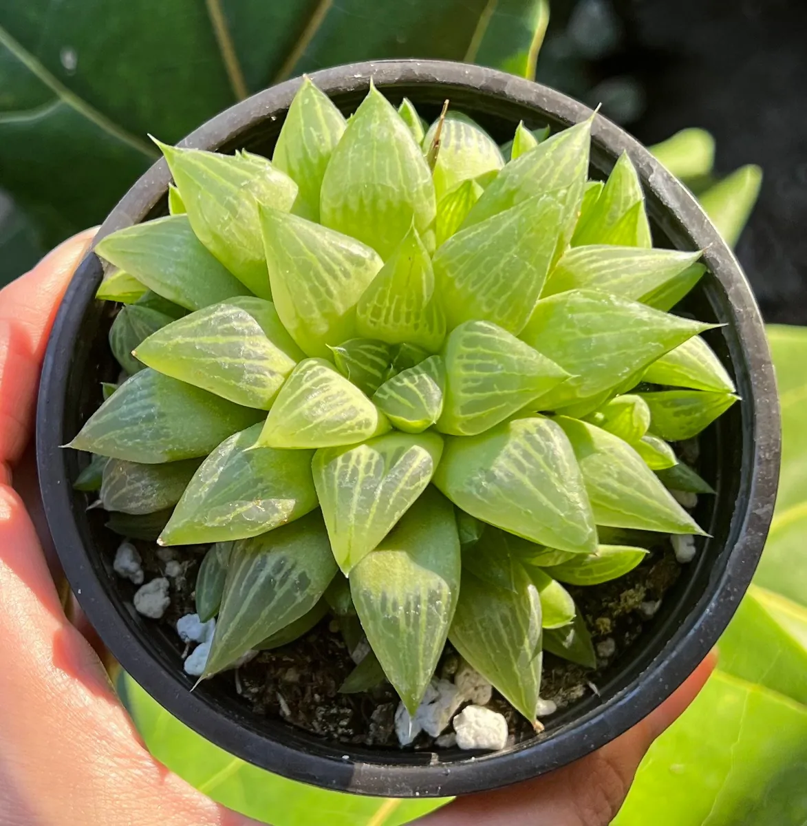 Haworthia Retusa with Pups Live Plant – Small Succulent in 2" or 4" Pot - Image 1