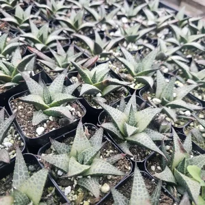 Haworthia tessellata Alligator Plant Live Succulent - 2in Pot - Indoor - Image 2