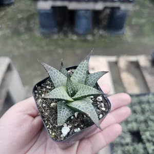 Haworthia tessellata Alligator Plant Live Succulent - 2in Pot - Indoor - Image 3