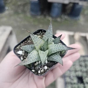 Haworthia tessellata Alligator Plant Live Succulent - 2in Pot - Indoor - Image 1