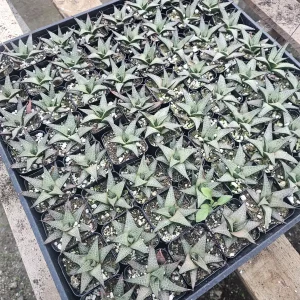 Haworthia tessellata Alligator Plant Live Succulent - 2in Pot - Indoor - Image 4