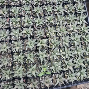 Haworthia tessellata Alligator Plant Live Succulent - 2in Pot - Indoor - Image 6