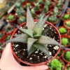 Haworthia Tessellata Live Succulent Plant in 4 inch Pot - Easy Care Indoor/Outdoor - Image 1