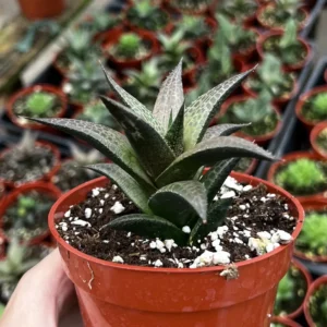 Haworthia Tessellata Live Succulent Plant in 4 inch Pot - Easy Care Indoor/Outdoor - Image 2