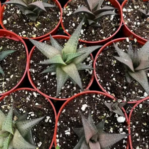 Haworthia Tessellata Live Succulent Plant in 4 inch Pot - Easy Care Indoor/Outdoor - Image 3