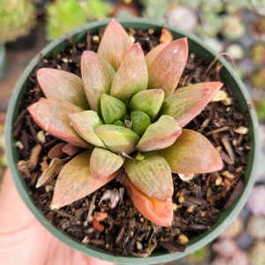 Haworthia Turgida X Succulent Live Plant – Drought Tolerant Indoor - Image 10