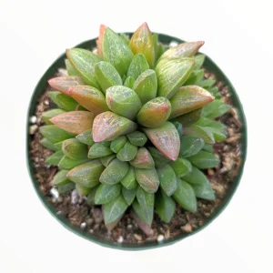 Haworthia Turgida X Succulent Live Plant – Drought Tolerant Indoor - Image 2