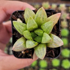 Haworthia Turgida X Succulent Live Plant – Drought Tolerant Indoor - Image 3