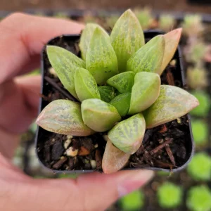 Haworthia Turgida X Succulent Live Plant – Drought Tolerant Indoor - Image 4