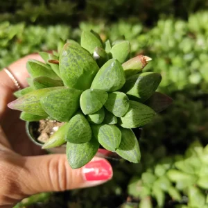 Haworthia Turgida X Succulent Live Plant – Drought Tolerant Indoor - Image 6