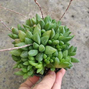 Haworthia Turgida X Succulent Live Plant – Drought Tolerant Indoor - Image 8