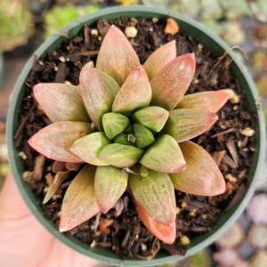 Haworthia Turgida X Succulent Live Plant – Drought Tolerant Indoor - Image 9