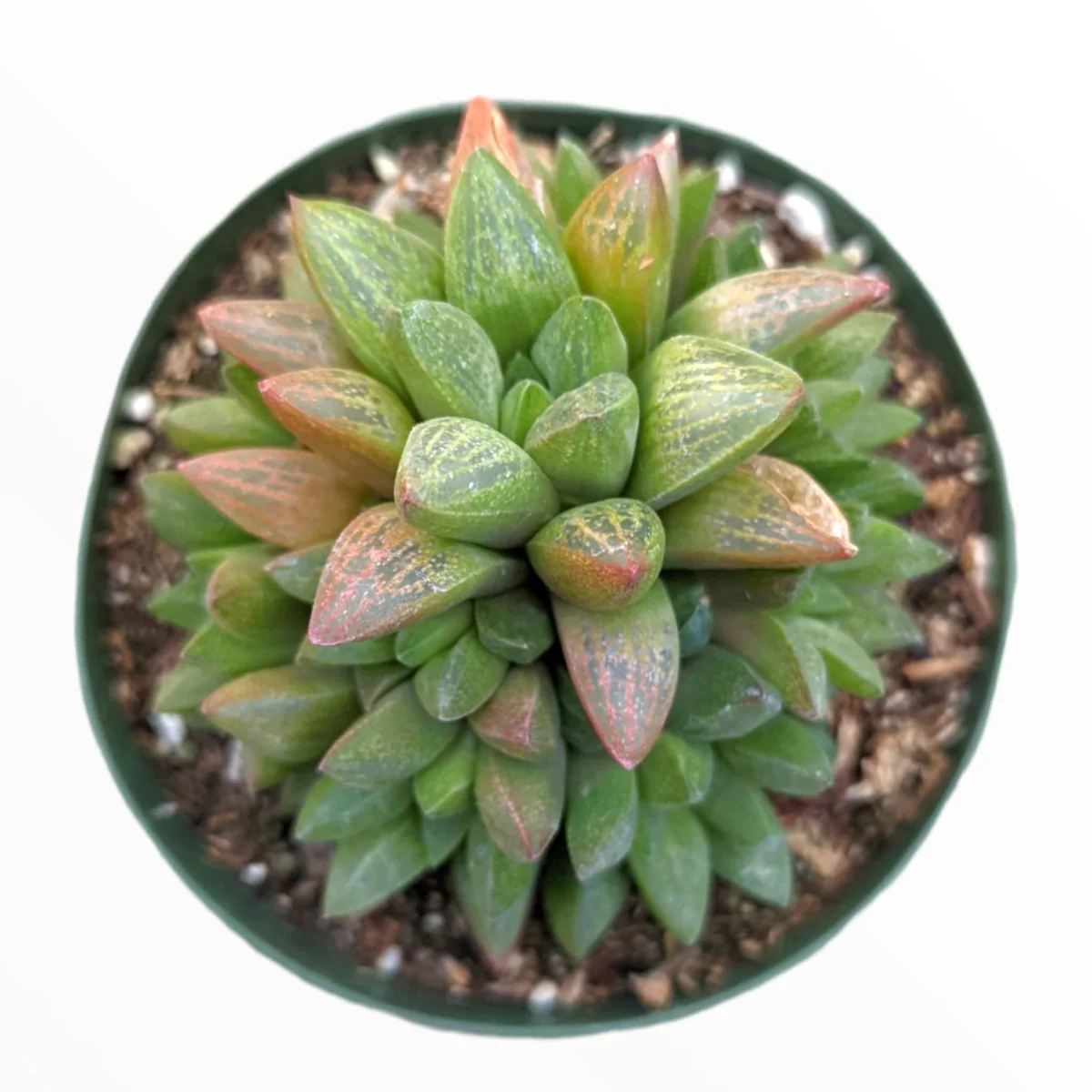 Haworthia Turgida X Succulent Live Plant – Drought Tolerant Indoor - Image 1