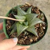 Haworthia venosa subsp. tessellata Veined Haworthia Succulent Live Plant - Easy Care - Image 1