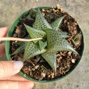 Haworthia venosa subsp. tessellata Veined Haworthia Succulent Live Plant - Easy Care - Image 2