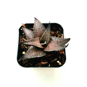 Haworthia venosa subsp. tessellata Veined Haworthia Succulent Live Plant - Easy Care - Image 3