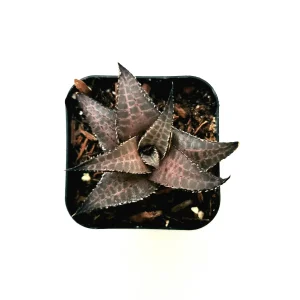 Haworthia venosa subsp. tessellata Veined Haworthia Succulent Live Plant - Easy Care - Image 4