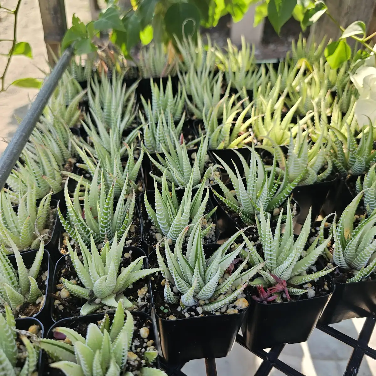 Haworthia Zebra | Variegata | 2in pot - Image 2