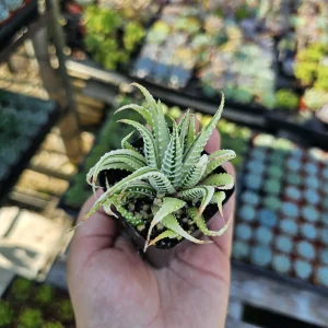 Haworthia Zebra | Variegata | 2in pot - Image 1