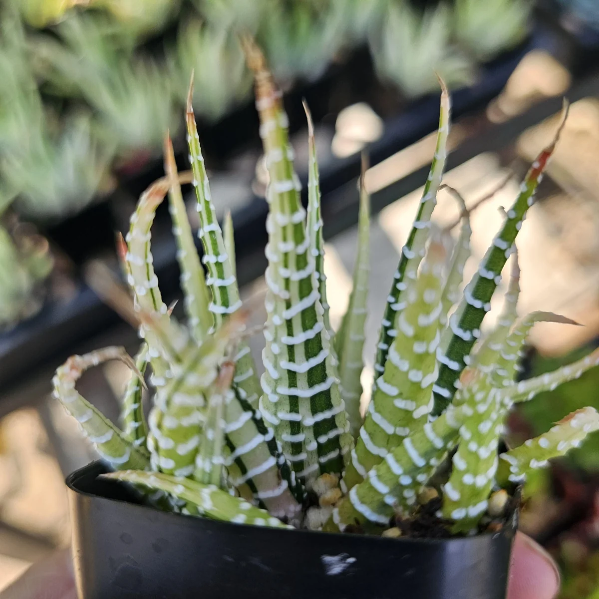Haworthia Zebra | Variegata | 2in pot - Image 4